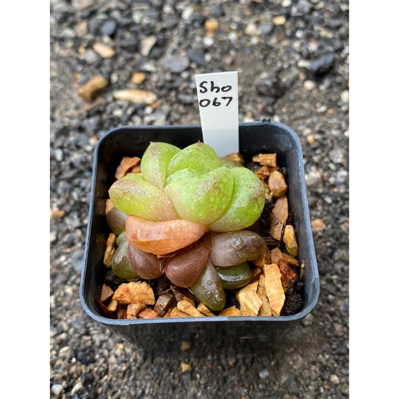 Haworthia Hybird Thailand (ส่งทั้งกระถาง) กระถาง 2 นิ้ว รหัส Sho061-070 - รูปที่ 5