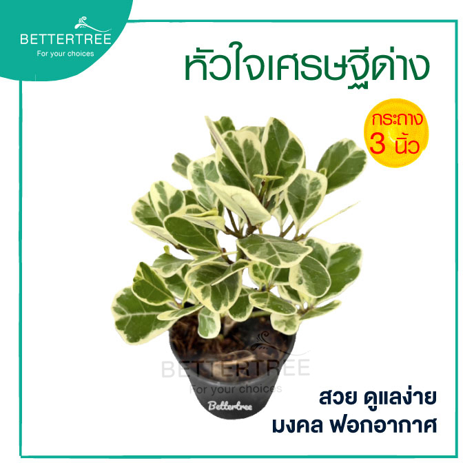 หัวใจเศรษฐีด่าง หรือ สาลิกาด่าง กระถาง 3 นิ้ว ความสูงประมาณ 15 cm ต้นไม้มงคล ต้นไม้แดด ต้นไม้ฟอกอกาศ