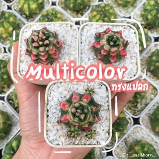 (ส่งฟรี) cactus ยิมโนด่าง Multicolour ทรงแปลก พร้อมส่ง!‼️