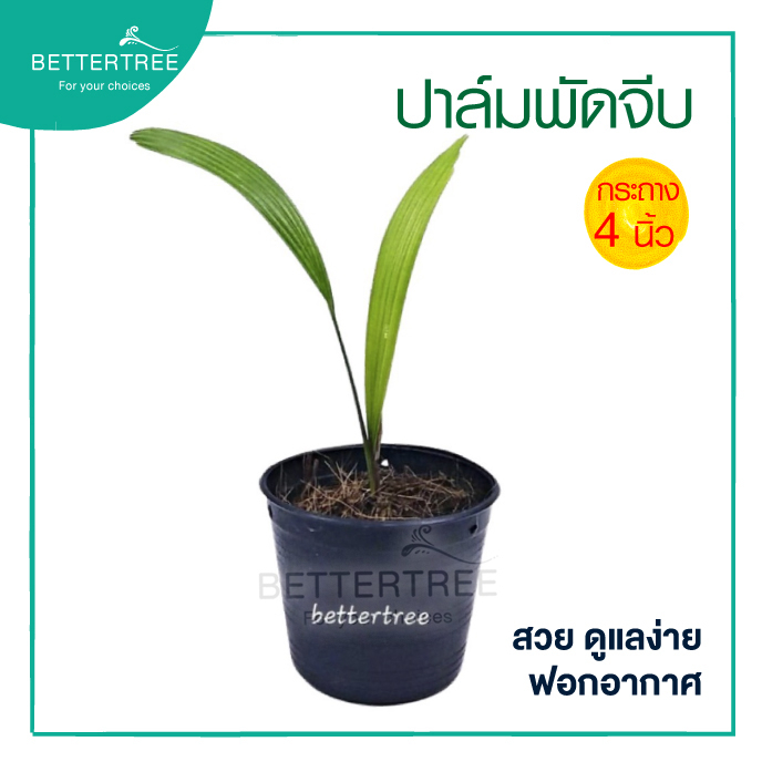 ปาล์มพัดจีบ (กระถาง 4 นิ้ว) ไม้ในร่ม ต้นไม้ในบ้านและออฟฟิศ  ไม้ฟอกอากาศ สูงประมาณ 20 cm ต้นไม้ ปาล์มพัด ปาล์ม