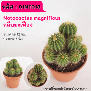 NT013 Notocactus magnificus กลีบมะเฟือง ตัดให้แตกกอ  cactus กระบองเพชร แคคตัส กุหลาบหิน พืชอวบน้ำ