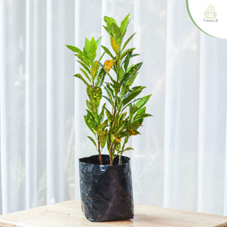 Treeno.9 T380 โกสน ใบขนุน ไม้มงคล (Croton) ถุง 6 นิ้ว / สูง 30-50 ซม. / ไม้ประดับ ใบสวยงาม (ต้นไม้)