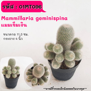 Mammillaria geminispina  แมมเข็มเงิน ไม้ชำหน่อ ฟอร์มกอ cactus กระบองเพชร แคคตัส กุหลาบหิน พืชอวบน้ำ