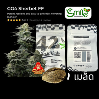 เมล็ดกัญชา GG4 Sherbet FF (Fast) - Fastbuds