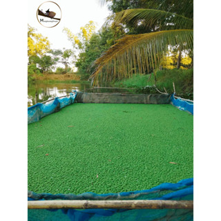 แหนแดงลดต้นทุนค่าอาหารสัตว์ แหนแดงเลี้ยงปลา  แหนแดงพันธุ์แท้ Azolla microphylla