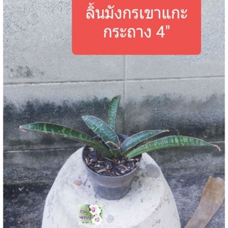 ต้นลิ้นมังกรเขาแกะ snake plantกระถาง 4"เป็นต้นไม้มงคล ฟอกอากาศดี
ใบอวบยาวสีเขียวเข้มมีเส้นขอบสีน้ำตาล 
ทนแล้ง