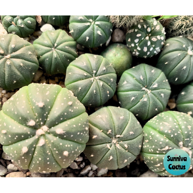 แอสโตรไฟตัม แอสทีเรียส (Astrophytum asterias) กระบองเพชร แคคตัส ไม้อวบน้ำ cactus succulent