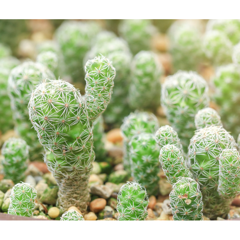 หน่อแมมตุ๊กตาญี่ปุ่น (Mammillaria gracilis) กระบองเพชร แคคตัส ไม้อวบน้ำ cactus succulent