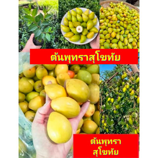 (3ต้น) ต้น ต้นพุทราสุโขทัย ต้นพุทราก้นแหลม พุทราสุโขทัย พุทราก้นแหลม / happy