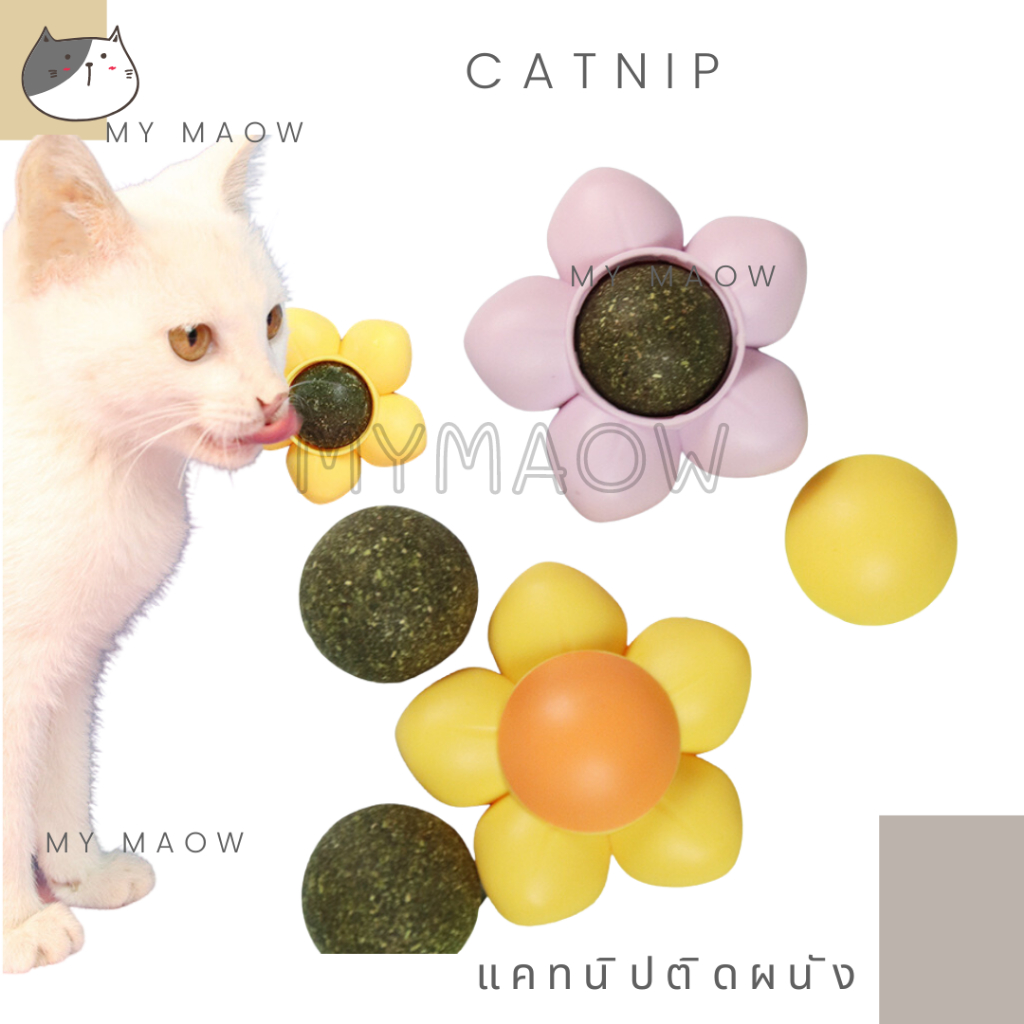 MM CAT // แคทนิปติดผนัง แคทนิปแมว แคทนิปบอล แคทนิป008