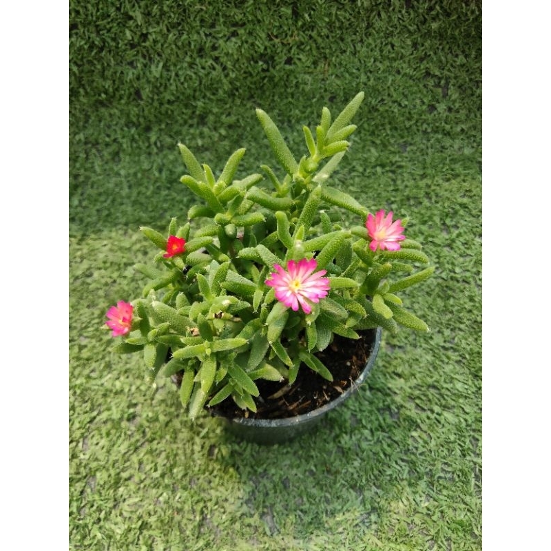 ต้นเรดสตาร์ [ Drosanthemum Hispidum ] ไม้ในกระถาง3"