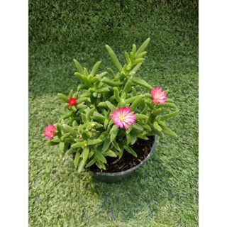 ต้นเรดสตาร์ [ Drosanthemum Hispidum ] ไม้ในกระถาง3