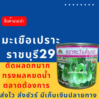 (ของแท้ ส่งไว) มะเขือเปราะ ราชบุรี29 20 กรัม