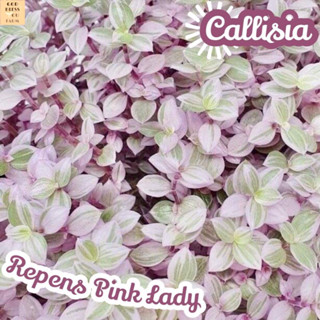 [ริบบิ้นชาลีด่างชมพู] Callisia Repens Pink Lady ตัดสด ไม้ใบ ไม้ประดับ ไม้พุ่ม ไม้เลื้อย ด่าง ไม้ด่าง