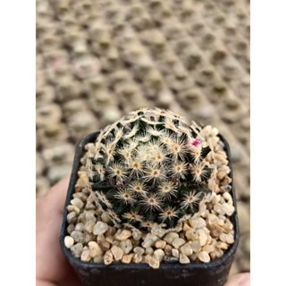 Mammillaria Schiedeana ขนนกเหลือง