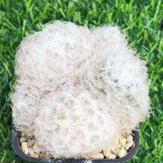 แน่นๆพอต❗️ ขนนกร่ม ขนสวยมาก ไม้เมล็ด Mammillaria Plumosa