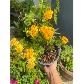 ต้นผกากรอง#มีดอกหลายสีให้เลือก#กระถาง 5-10 นิ้ว