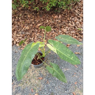 🌿Philodendron josebuono 🌿