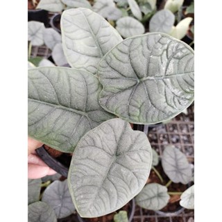 Alocasia melo อโลคาเซีย เมโล หนังช้าง