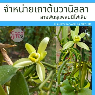 จำหน่ายเถาวานิลลา 90 ซม. โตธรรมชาติ ต้นพันธุ์อายุ 3 ปี+ & คู่มือการปลูกเบื้องต้น + ของแถม (พร้อมส่ง)
