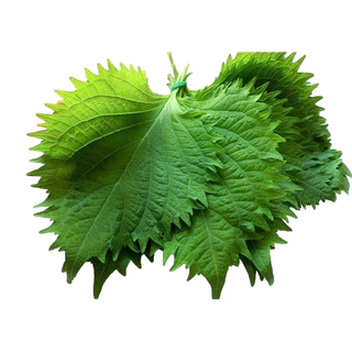 เมล็ดพันธุ์ โอบะ โอ ชิโซะญี่ปุ่น Green Ohba Ao Shiso Perilla Seed 80 เมล็ด คุณภาพดี ของแท้