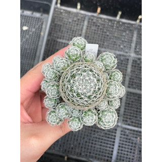 แมมดูไวไร้หนาม ดอกสีขาวครีม Mammillaria duwei