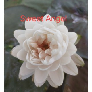 บัวฝรั่ง Sweet Angel สีขาวละมุน ดอกสวยมาก ส่งแบบต้นขนาดกลาง ล้างราก