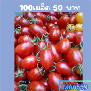 ชุดมล็ดพันธุ์มะเขือเทศหวานราชินีสีแดง100เมล็ด50 บาท