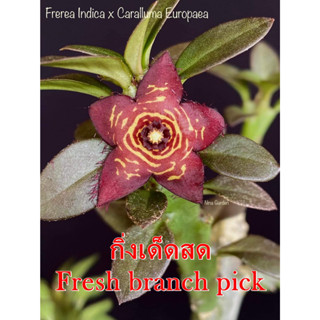 เก๋งจีน Frerea Indica x Caralluma Europaea *กิ่งเด็ดสด* แคคตัส ไม้อวบน้ำ Cactus and Succulent