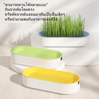 PP B51 🌱ชุดปลูกหญ้าแมว🌱 หญ้าแมวออแกนิก เมล็ดข้าวสาลี ถาดเพาะต้นอ่อน 1 ชุด สามารถแบ่งเมล็ดพันธุ์ปลูกได้ถึง 2 ครั้ง