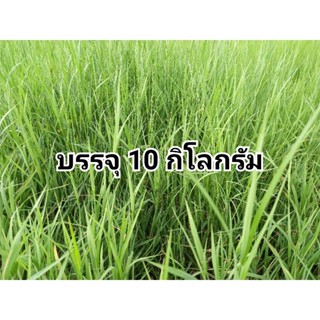 พันธุ์หญ้า แพงโกล่า สำหรับนำไปปลูก บรรจุ 10 กิโลกรัม(+แถมฟรี 1kg.)