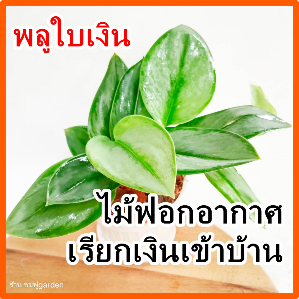 พลูใบเงิน เรียกเงินเข้าบ้าน ไม้ฟอกอากาศ ดูดซับสารพิษ กระถางขาว พร้อมตั้ง