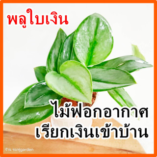 พลูใบเงิน เรียกเงินเข้าบ้าน ไม้ฟอกอากาศ ดูดซับสารพิษ กระถางข…