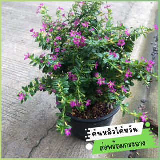 หลิวม่วง หลิวไต้หวัน (False Heather) สูง 20-25 ซม. ต้นไม้มงคล ออกดอกสีม่วงสวยงาม ดอกไม้ประดับ ส่งพร้อมกระถาง