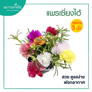 แพรเซี่ยงไฮ้คละสี กระถาง 3 นิ้ว Portulaca grandiflora ต้นไม้กลางแดด ไม้คลุมดิน