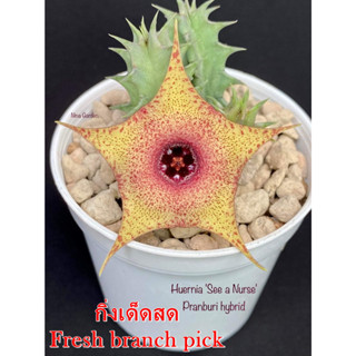 เก๋งจีน Huernia See a Nurse Pranburi Hybrid *กิ่งเด็ดสด* แคคตัส ไม้อวบน้ำ Cactus and Succulent