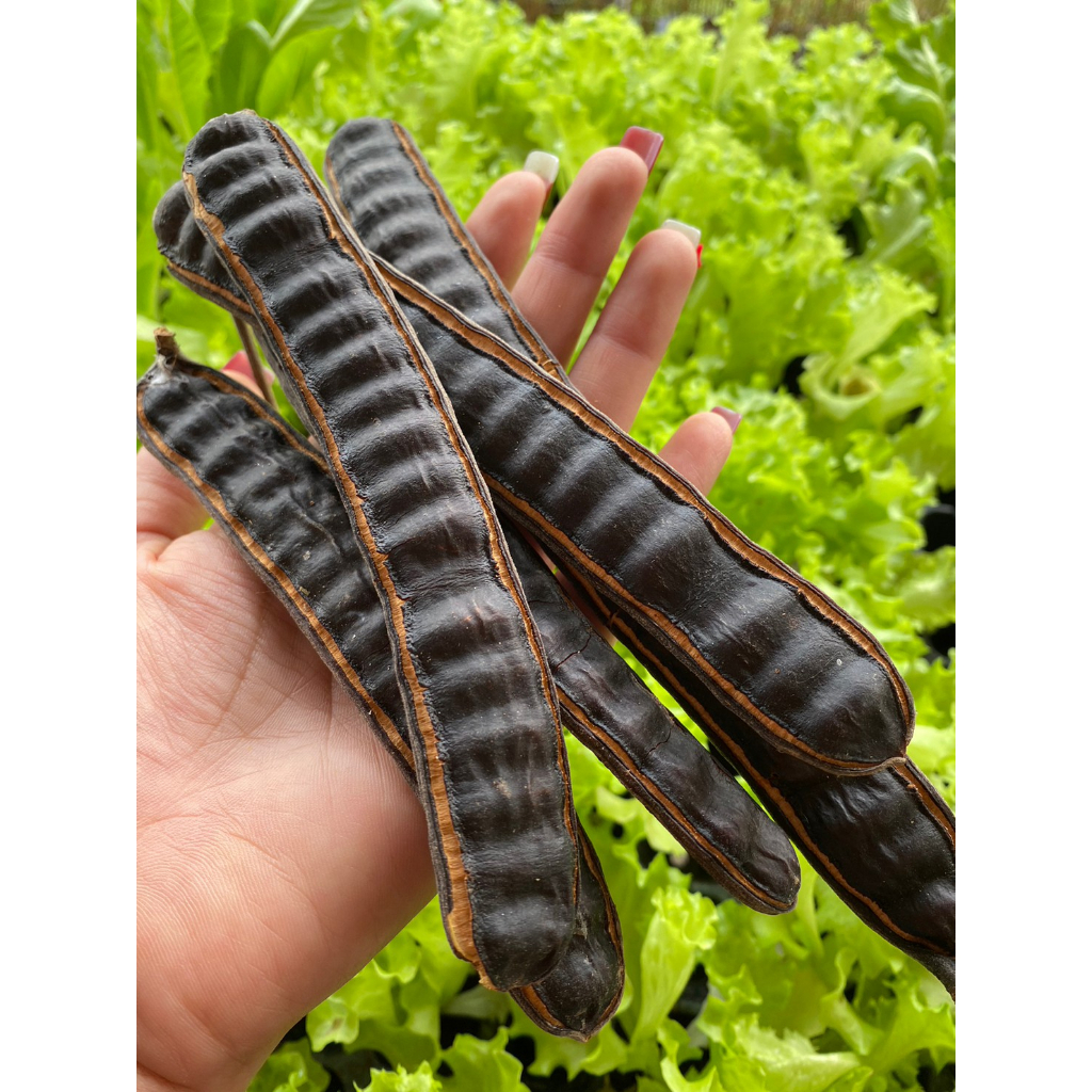 เมล็ดต้นก้ามปู เมล็ดจามจุรี ก้ามปู ฉำฉา ไม้ใหญ่   10 ฝัก 29บาท - รูปที่ 3