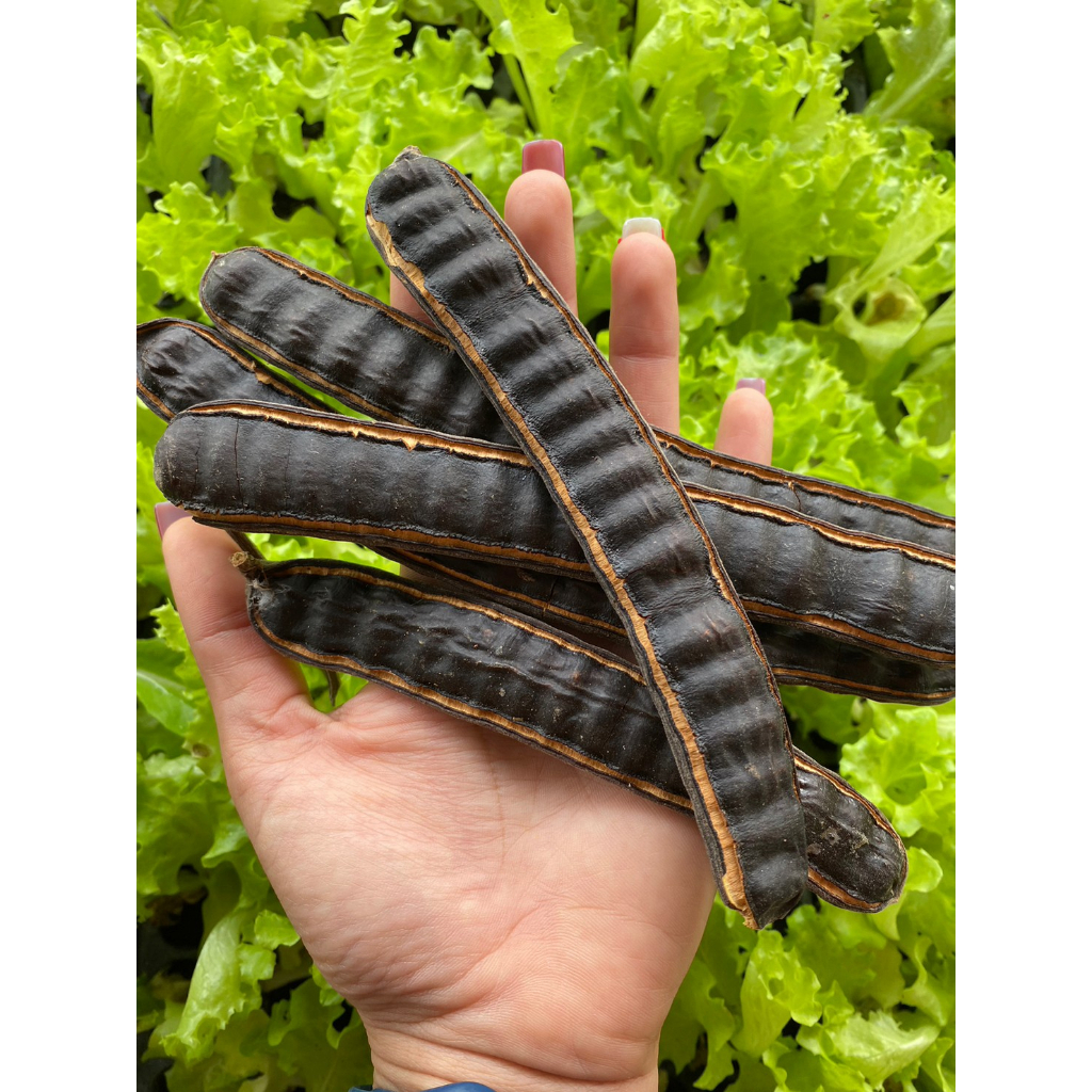 เมล็ดต้นก้ามปู เมล็ดจามจุรี ก้ามปู ฉำฉา ไม้ใหญ่   10 ฝัก 29บาท - รูปที่ 4