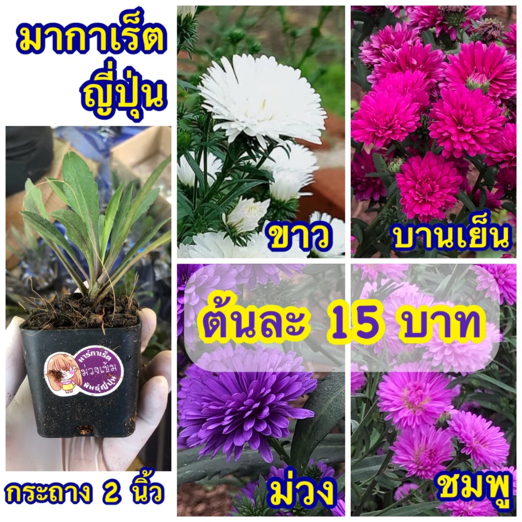 ♥️มากาเรตญี่ปุ่น 🌺กระถาง 2 นิ้ว