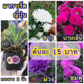 ♥️มากาเรตญี่ปุ่น 🌺กระถาง 2 นิ้ว