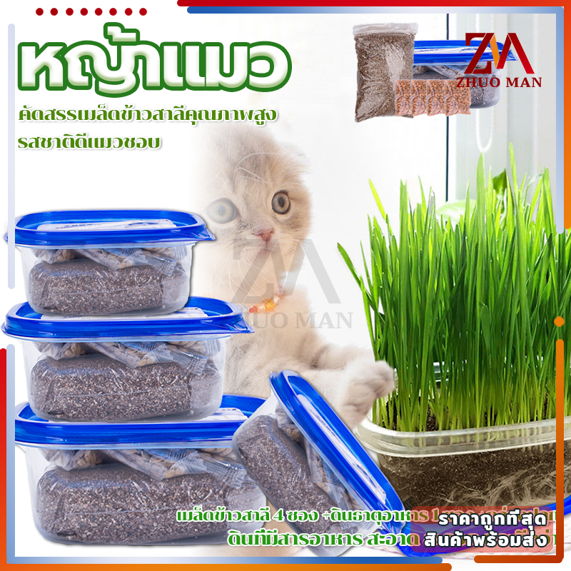 ข้าวสาลีแมว หญ้าแมว ชุดปลูกข้าวสาลี ต้นอ่อนข้าวสาลี ต้นข้าวสาลีแมว เสริมสร้างภูมิคุ้มกัน ลดกลิ่นมูลสัตว์เลี้ยง