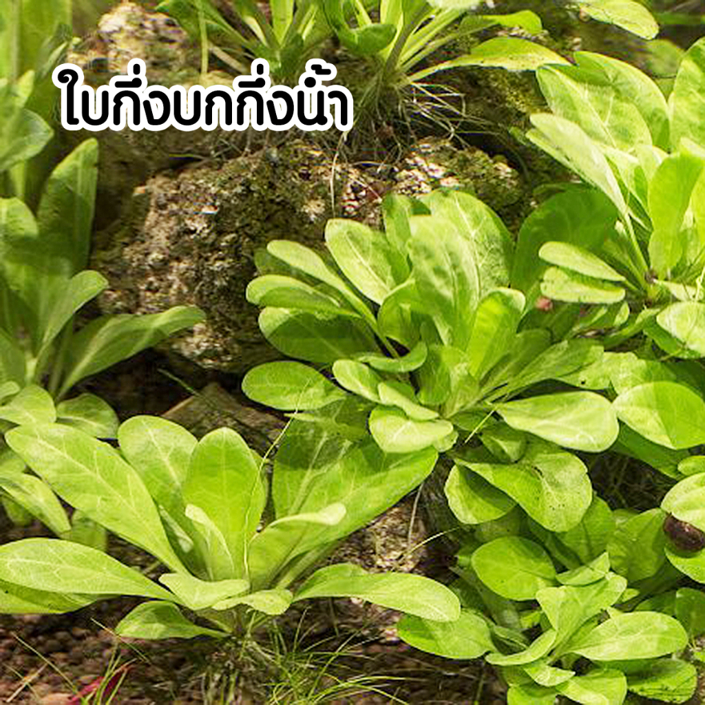 Samolus parviflorusเขียวกับ Samolus parviflorusแดงต้นไม้น้ำพร้อมปลูก ***กรุณาอ่านรายละเอียดก่อนสั่งซื้อ***