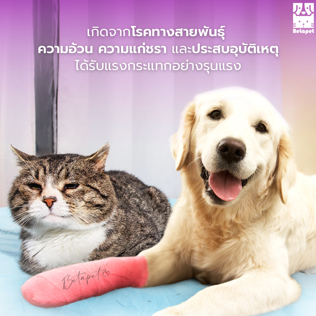 BETAPET อาหารเสริมบำรุงข้อสำหรับสุนัขและแมว ลดความเจ็บปวดในการลุก เดิน นั่ง ขาอ่อนแรง รูปที่ 2
