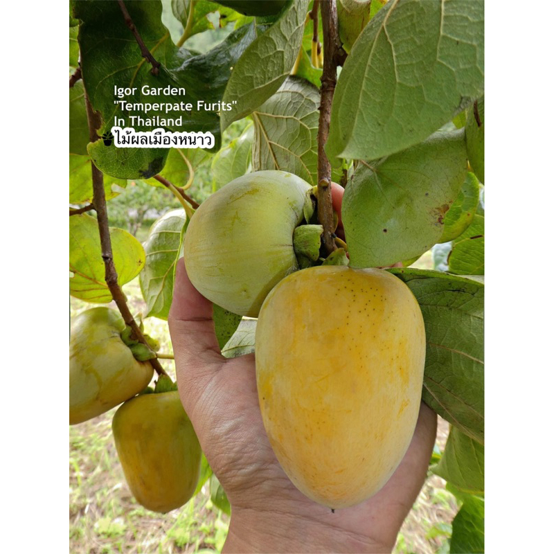 กล้าพลับหวาน พันธุ์ ซึรุโนะโกะ 🪴(Tsurunoko Persimmon) หรือ พลับญี่ปุ่น 🇯🇵  (กล้าเสียบยอด/สูงประมาณ40-45ซม.)