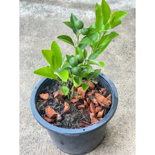 ต้นส้มจี๊ด ติดลูกแล้วมี 3 ขนาด กระถาง 5",8",10" รากเดินดี🍊🍊