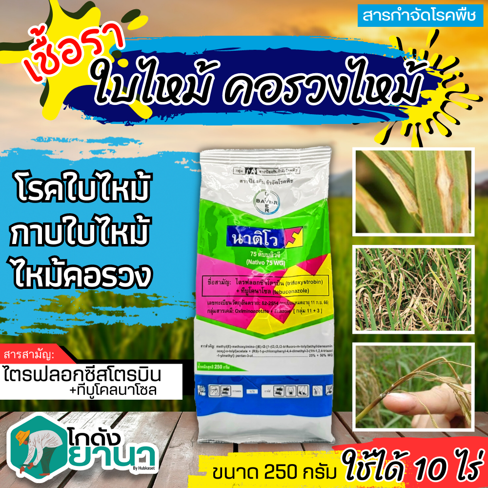 นาติโว (ทีบูโคนาโซล+ไตรฟลอกซีสโตรบิน) ขนาด 250กรัม ป้องกันกำจัดโรคเมล็ดด่าง โรคกาบใบแห้ง โรคใบไหม้ โรคแอนแทรคโนส