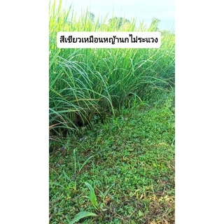 ครืนดักนกกวัก41บ่วงแถมกระดิ่ง