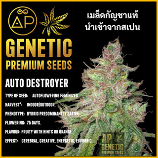 🇪🇸 เมล็ดกัญชา Auto Destroyer เมล็ดค่าย AP Genetic นำเข้าจากสเปน เมล็ดกัญ ชา ออโต้ เพศเมีย แท้ 100% ควบคุมคุณภาพอย่างเข้ม