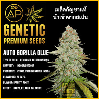 🇪🇸 เมล็ดกัญชา Auto Gorilla เมล็ดค่าย AP Genetic นำเข้าจากสเปน เมล็ดกัญ ชา ออโต้ เพศเมีย แท้ 100% ควบคุมคุณภาพอย่างเข้มงว