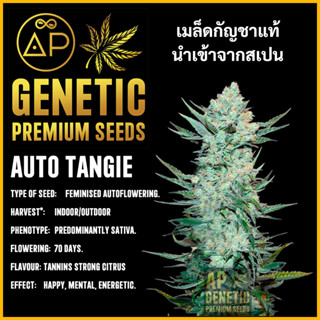 🇪🇸 เมล็ดกัญชา Auto Tangie เมล็ดค่าย AP Genetic นำเข้าจากสเปน เมล็ดกัญ ชา ออโต้ เพศเมีย แท้ 100% ควบคุมคุณภาพอย่างเข้มงวด